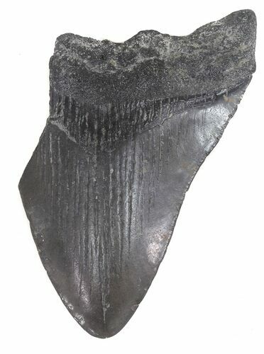 Partial, Fossil Megalodon Tooth - Georgia #48891